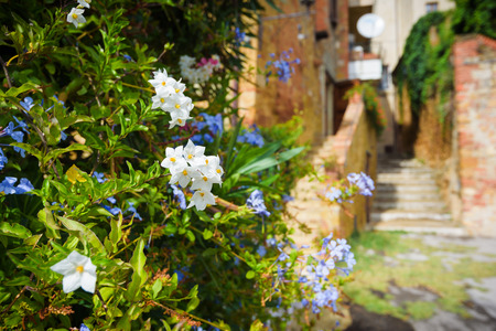 Beautiful blue and white flowers in a Tuscan alley.の写真素材