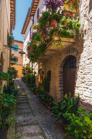 Italian streets overgrown with dense green vegetation in Tuscanyの写真素材