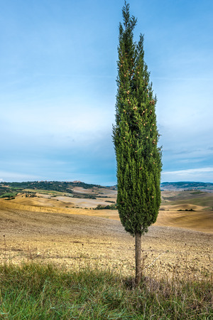 Cypresses on the roadの写真素材