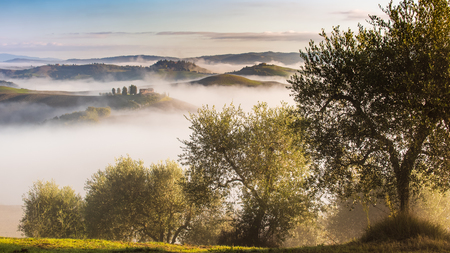 Olive trees in the hills of Tuscany. Near Asciano, Crete Senesi zone, Italyの写真素材