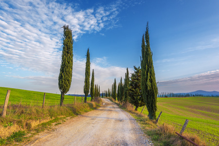 Gravel road with green cypress trees in spring Tuscany.の写真素材