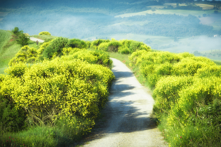 Yellow forsythia bushes growing wild by dirt roads.の写真素材