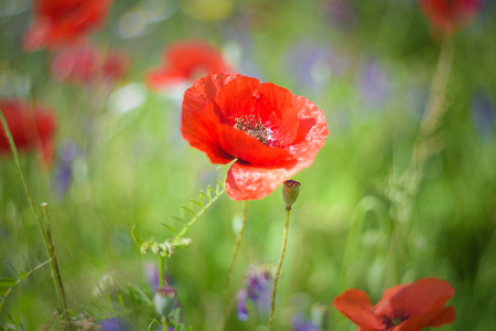 Full color meadow with dominant red color of poppies.の写真素材