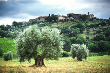 Green landscape of olive trees and vineyards close to each other.の写真素材