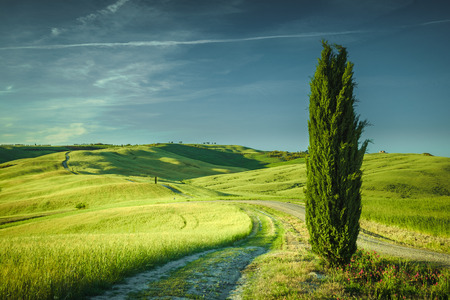 Sweet green landscape in spring.の写真素材
