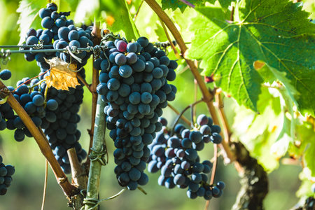 Italian grape harvest for wine in Tuscany.