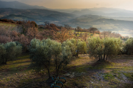 Surprising landscape of olive trees at sunset in Tuscany.