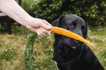 Natural black dog in the garden on a sunny day in front of the houseの写真素材