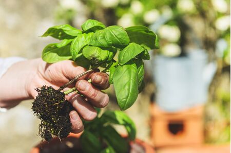 Planting green basil in the garden on a wooden tableの写真素材