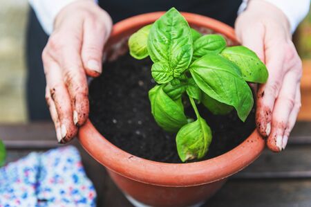 Planting green basil in the garden on a wooden tableの写真素材