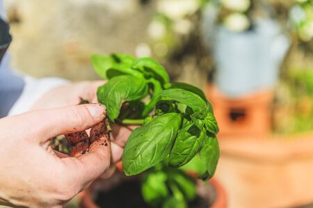 Planting green basil in the garden on a wooden tableの写真素材