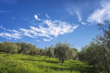 Green nature on a beautiful sunny dayの写真素材