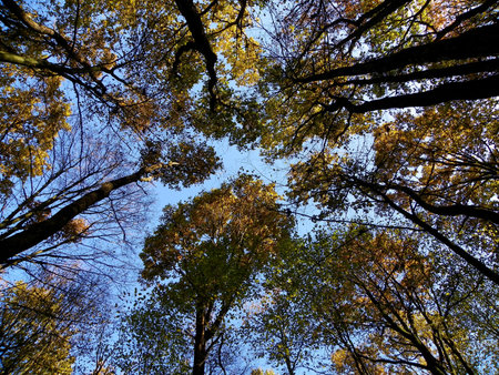 crown in the fall and look up