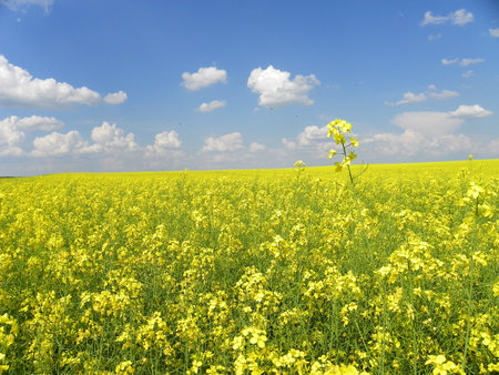 Flowering field