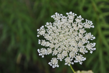 white flower meadowの写真素材