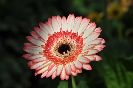 Flower gerbera.の写真素材