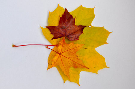 Yellow maple leaves.