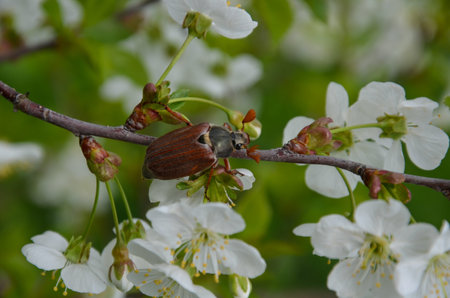 May beetles on a flowering cherry branch.