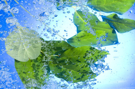 Green Sprig with leaf in blue water. Creative bubbles