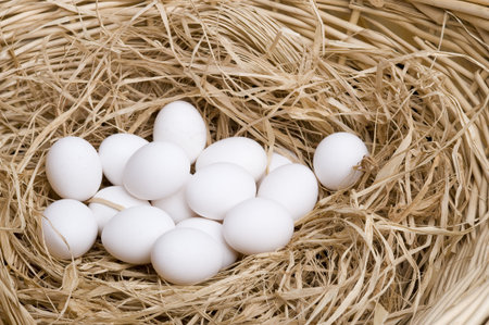 Close-up white chicken eggs on a bed of strawの写真素材