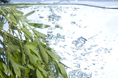 Sprig with leaf in water. Creative bubbles
の写真素材