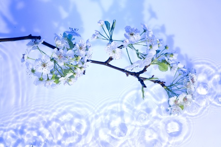 White beautiful flower on the blue water
の写真素材