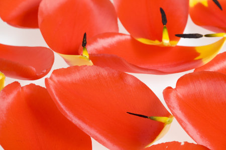 Background with red petal tulip
