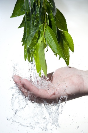 Flowing fresh water in palm and leaves 
の写真素材