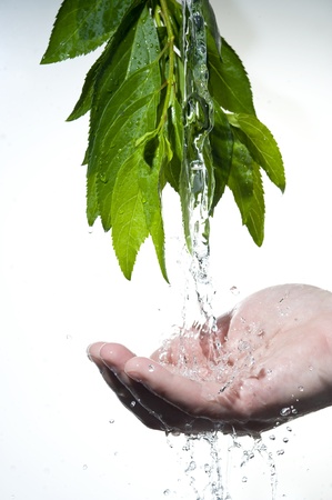 Flowing fresh water in palm and leaves 
の写真素材