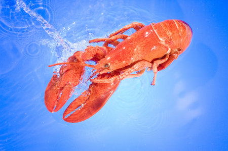 Lobster on the fresh blue  warer