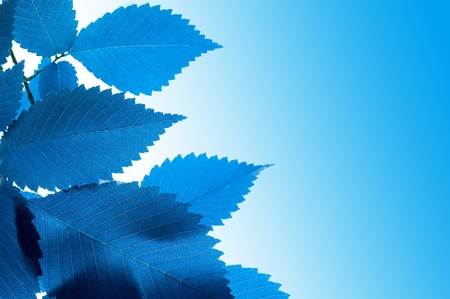 Background with blue fresh folige
の写真素材