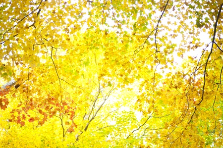 Fall foliage. Autum background with leavesの写真素材