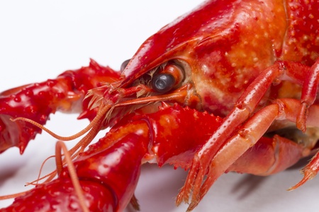 Red crayfish. Fresh seafoodの写真素材