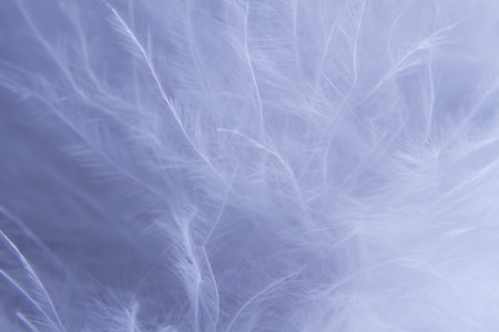 White feathers backgroundの写真素材