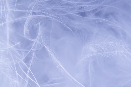 White feathers backgroundの写真素材
