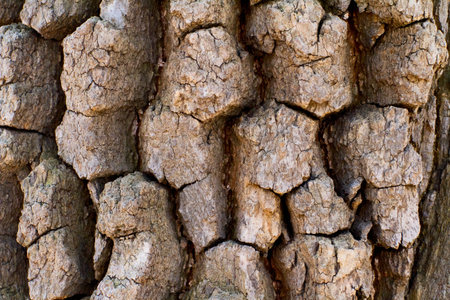 Texture woods