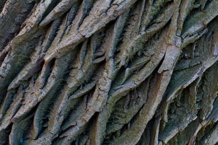 Texture woodsの写真素材