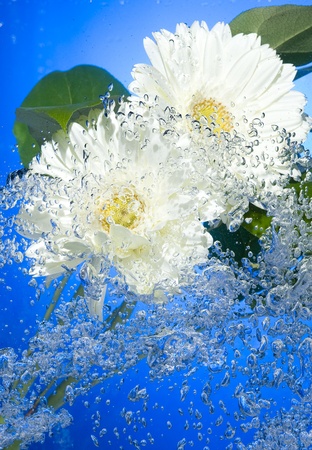 White Flower with water bubbles on blue background
の写真素材
