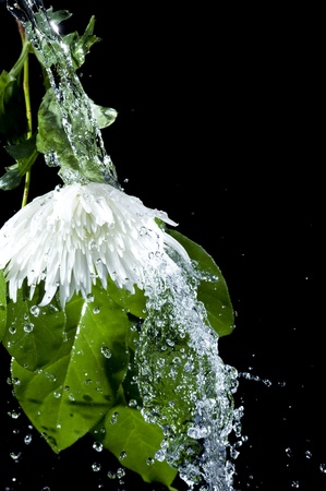 Green leaves and flower with splashing water on black background
の写真素材