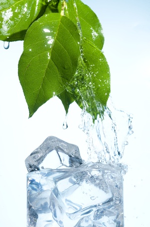 Clear water and glass. Green leaves with splashing water
の写真素材