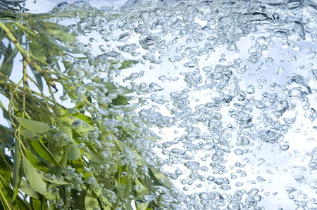 Sprig with leaf in water. Creative bubblesの写真素材
