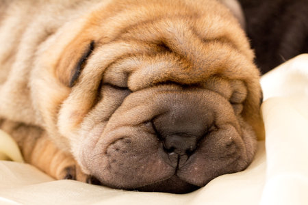 Shar pei puppyの写真素材