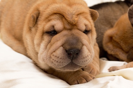 Shar pei puppyの写真素材
