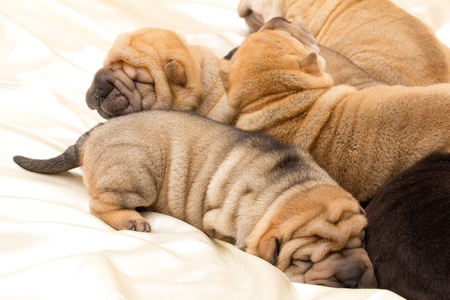 Shar pei puppyの写真素材