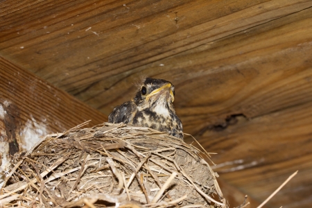 Bird babyの写真素材
