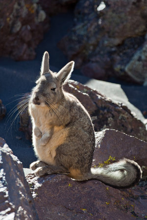 Andean animal viscacha  Lagidium peruanum 