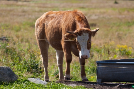Young cow behind the wire fenceのeditorial素材
