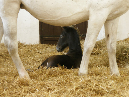 National horse breeding farm Kladrubyのeditorial素材
