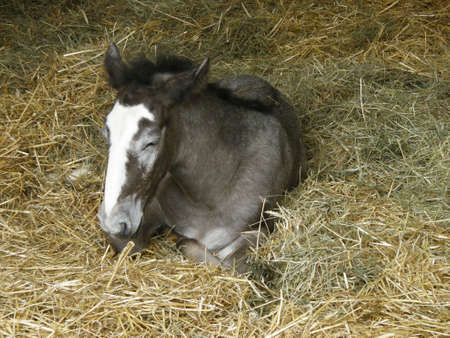 National horse breeding farm Kladrubyのeditorial素材
