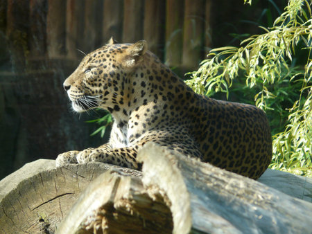 Ceylon leopard in Zoo Brno